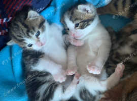 Beautiful Kittens in Hull HU7 on Freeads Classifieds - British ...