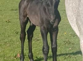 Black ISH colt