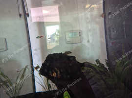 Free tropical fish approx 16