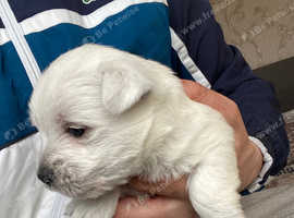 Westie pups