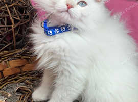British longhair golden point TICA