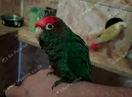 Cheeky Rosecrown Conure 'apollo' In Ilminster On Freeads Classifieds 