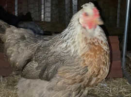 Lovely Young Isabella Brahma Cockerel For Sale in Huddersfield, West  Yorkshire