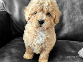 poochon pups both male and female