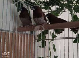 bengalese finches