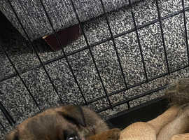 2 beautiful male pug pups