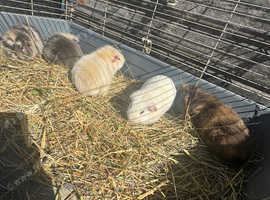 5 male guinea pigs for sale