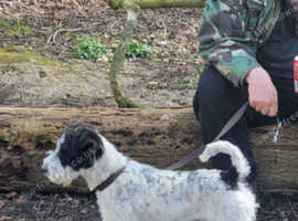 Male Fox terrier cross patterdale