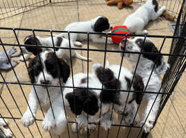 English springer spaniel x clumber spaniel puppies for sale