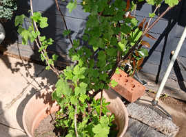 Fruit Plant Edible White Currants