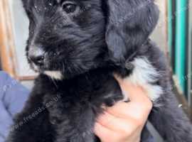 Bernedoodles