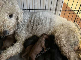 Bedlington Terrier Cross Jack Russell Terrier in Bishop Auckland DL14