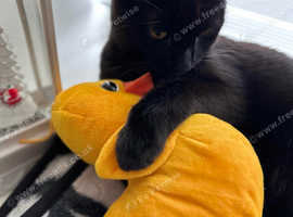 Black cat for sale