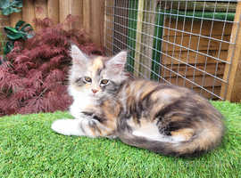 Maine Coon kittens for sale CF81