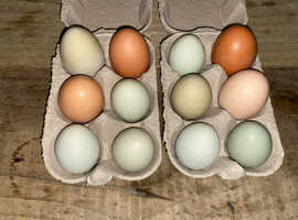 Hybrid chicken hatching eggs (olive eggers and Easter eggers)