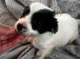 Jack russel x Lucas terrier