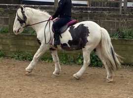 13.1 coloured Cob Gelding