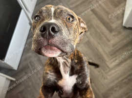 Staffy