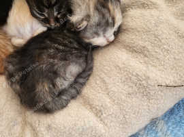 Siberian kittens