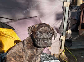 Stunning Cane Corso cross  puppies