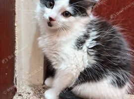 Kitten to rehome