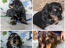 Miniature Dachshund Puppies Ready for Loving Homes