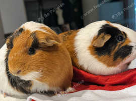 Adorable Guinea Pigs Lilo And Layla (1yr Old) For Sale! in Wembley Ha9 ...