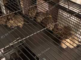 Beautiful Baby agouti degus ready for new homes