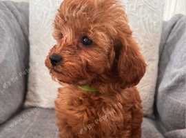 Cavapoo puppies