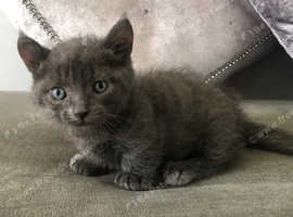 Beautiful Sphynx Cross Dwelf Male Kitten