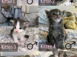 5 Adorable! Maine Coon Kittens in Llanelli on Freeads Classifieds ...