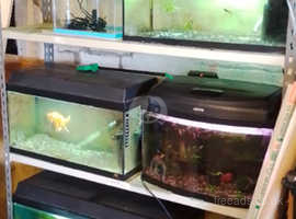 Various fish tanks and fish