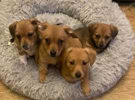 8 Week Old Puppy's One Boy One Girl Dorgil Cross in Aylesford ME20 on ...