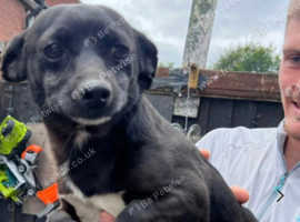 Chihuahua cross jack Russell for sale