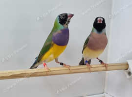 Gouldian finches