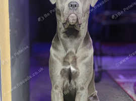 Blue Cane Corso Female Puppy