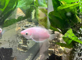 Kissing gourami looking for new home