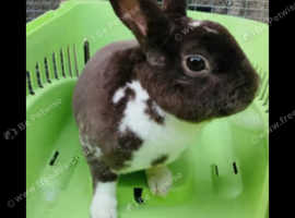 Male mini rex