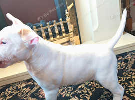 Beautiful bull terrier baby girl