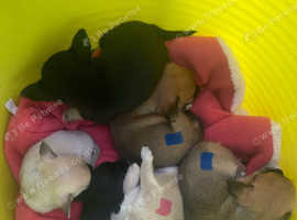 Mixed litter