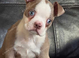 Stunning Boston terrier female