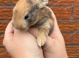 Australian Mini Rex x Harlequin