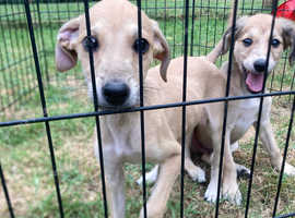 Bedlington x Lurcher puppy last boy remaining