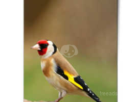 Male singing goldfinch