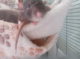8 month old female rat loving home needed