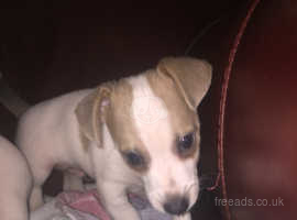 Jack Russell Cross Chihuahua In Kidderminster Pets For Sale