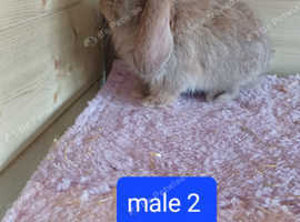 Mini lops ready to reserve