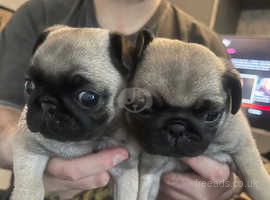 Pug puppies for hot sale sale below 3000