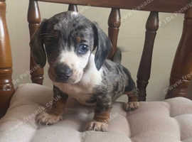 Miniature dachshund puppies for sale