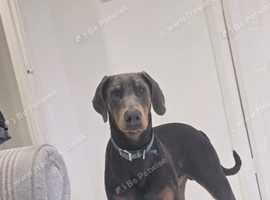 Doberman male 10 month old